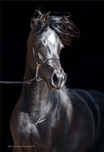 Gallery Khalid Kamal Stud - Arabian Horses